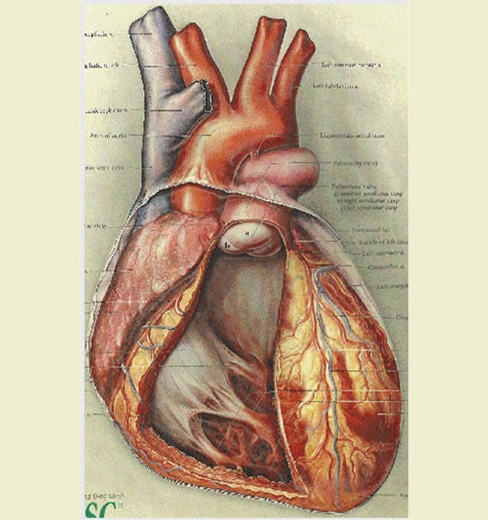 Corporate Logo Embroidery Digitizing before